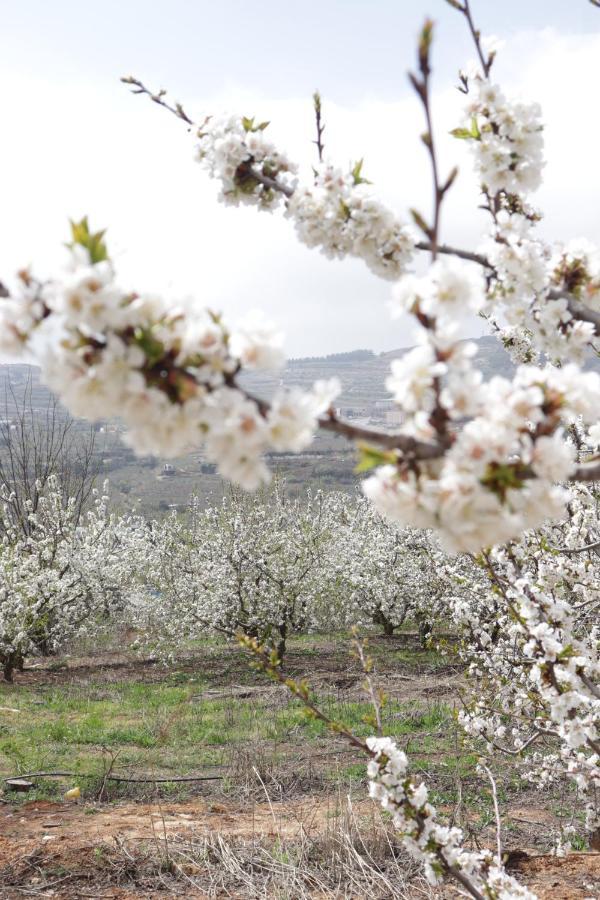 Oriental Nature Majdal Shams Exterior photo